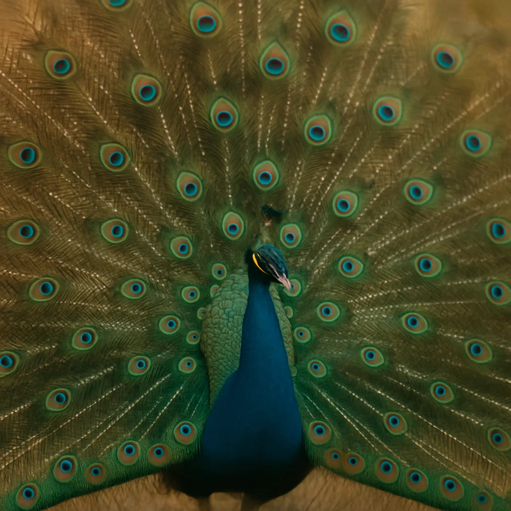Jigsaw puzzle: A majestic peacock with its vibrant, iridescent tail feathers fully fanned out.