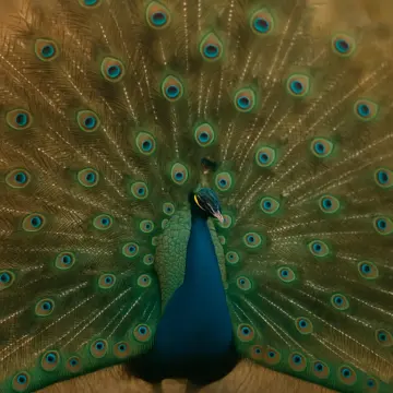 Jigsaw puzzle: A majestic peacock with its vibrant, iridescent tail feathers fully fanned out.