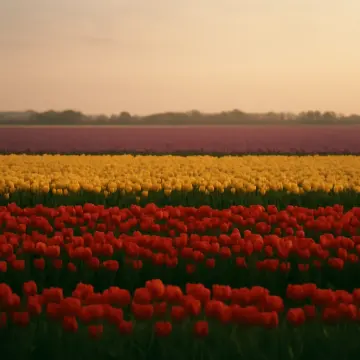 Puzzle a incastro: File di tulipani rossi, gialli e viola si estendono attraverso un campo all'alba.