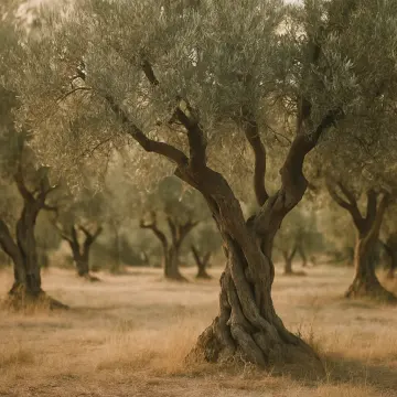 Puzzle a incastro: Primo piano di un tronco d'ulivo nodoso e foglie in un uliveto al tramonto.