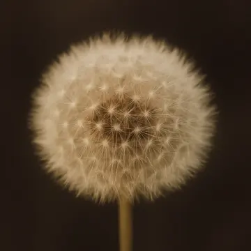 A close-up, sepia-toned image of a fluffy dandelion seed head against a dark background.
