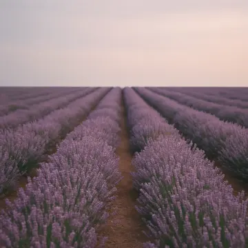 Rows of purple lavender plants extend towards a pale horizon under a soft sky.