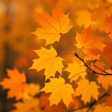 Close-up of several bright orange and yellow maple leaves on a branch bathed in warm light.