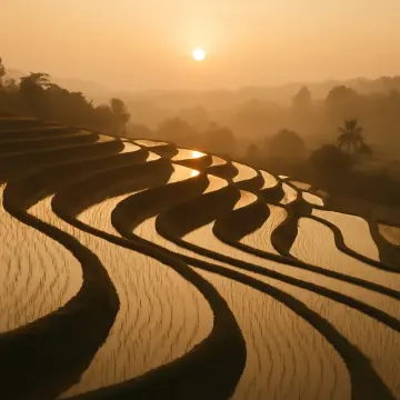 Jigsaw puzzle: Sun rises over misty, golden rice terraces reflecting light, surrounded by distant trees.