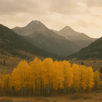 Vibrant golden aspen trees in a valley with dark mountains under a muted sky.